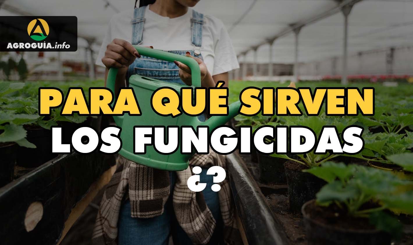 FUNGICIDAS: Todo lo Que Necesitas Saber