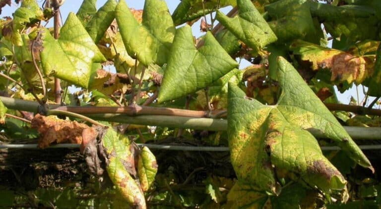 Alerta: Flavescencia Dorada de la Vid, todo lo que necesitas saber