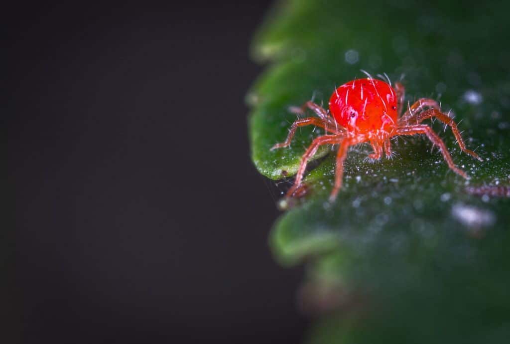 Araña roja: el peligro oculto que amenaza tus tomates