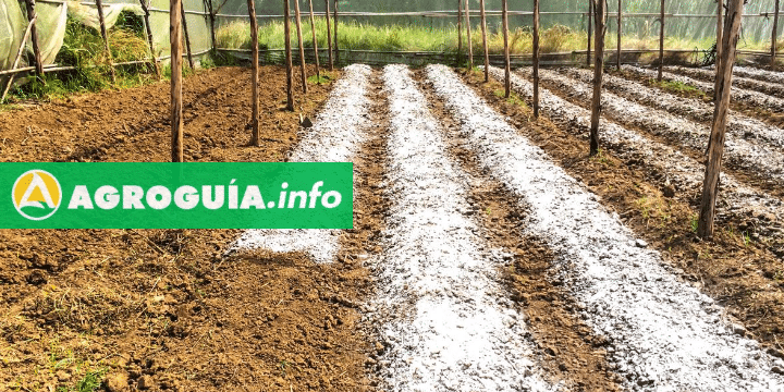 ¡Aumenta la Producción de tus Olivos con Sulfato de Hierro!