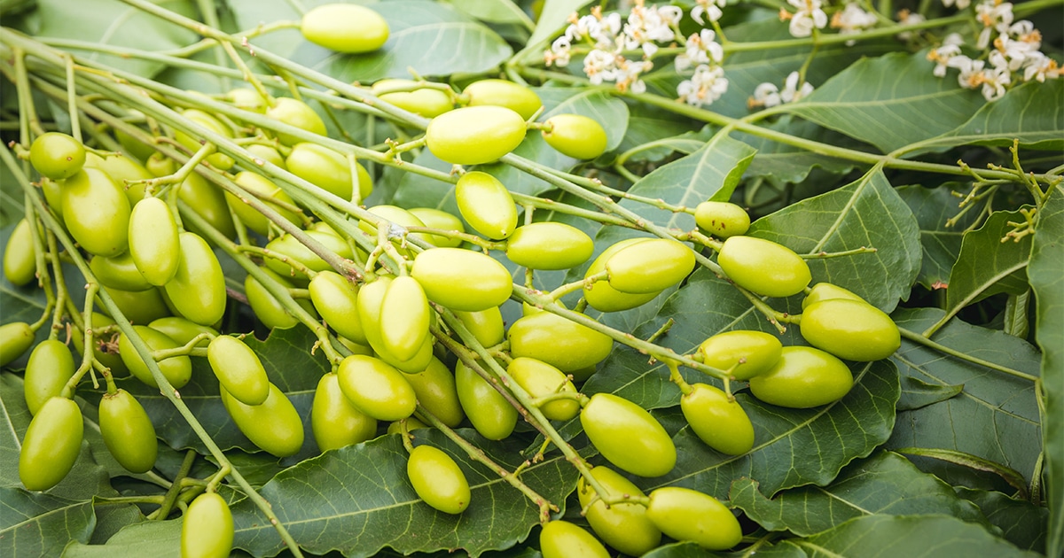 Beneficios Sorprendentes del Aceite Neem para tu Agricultura