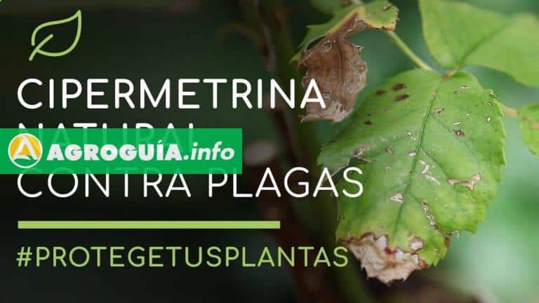 Cipermetrina: El Secreto Para un Cultivo Sin Plagas