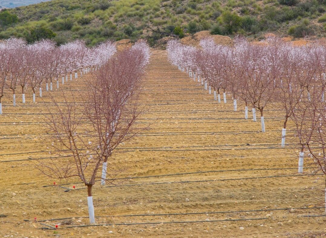 Consejos para una exitosa plantación de almendros: ¡Aprende los secretos de la agricultura de almendras!