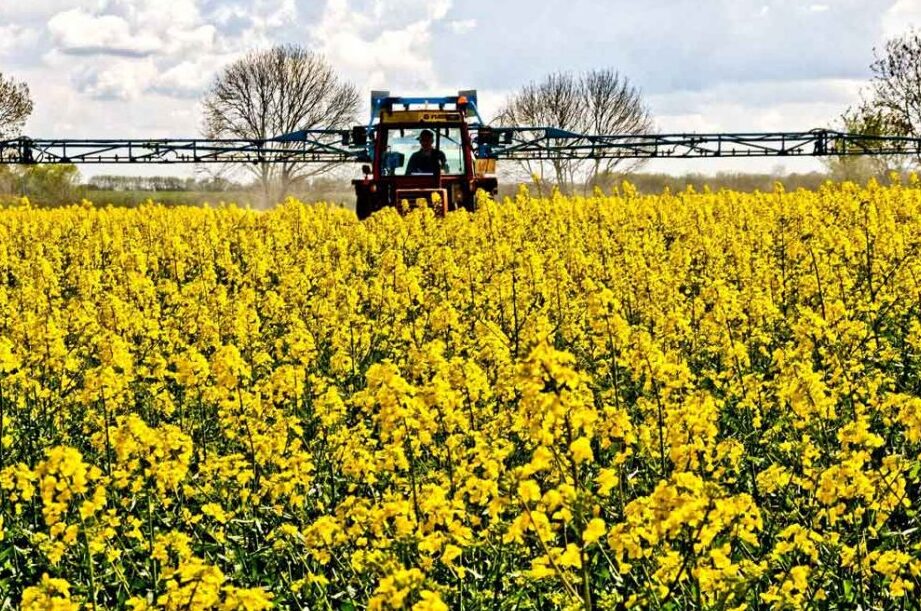 El cultivo de colza: Todo lo que necesitas saber para tener éxito