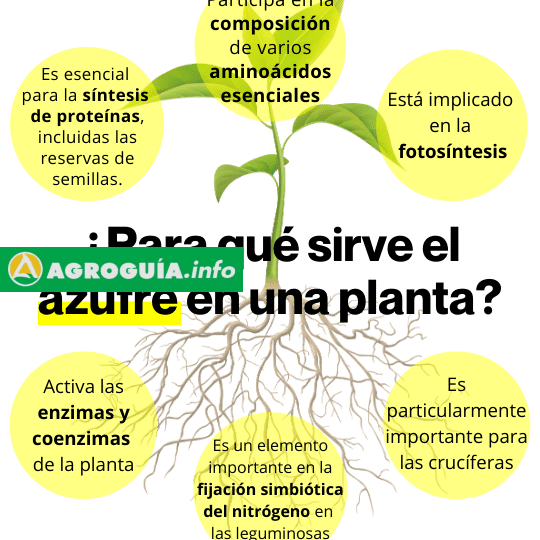 El Impactante Poder del Azufre Cúprico que Todo Agricultor Debe Conocer