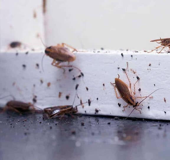 El inquietante secreto detrás del huevo de cucaracha que nunca hubieras imaginado