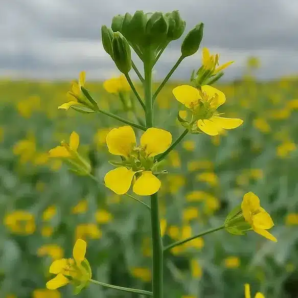 El milagro de la camelina: todo lo que necesitas saber