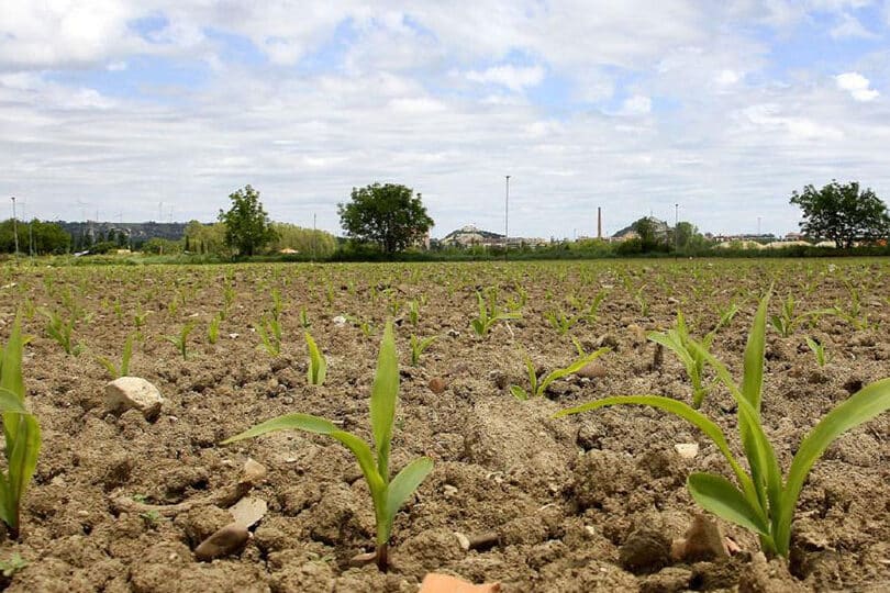 El papel vital del fósforo en el crecimiento de las plantas que debes conocer