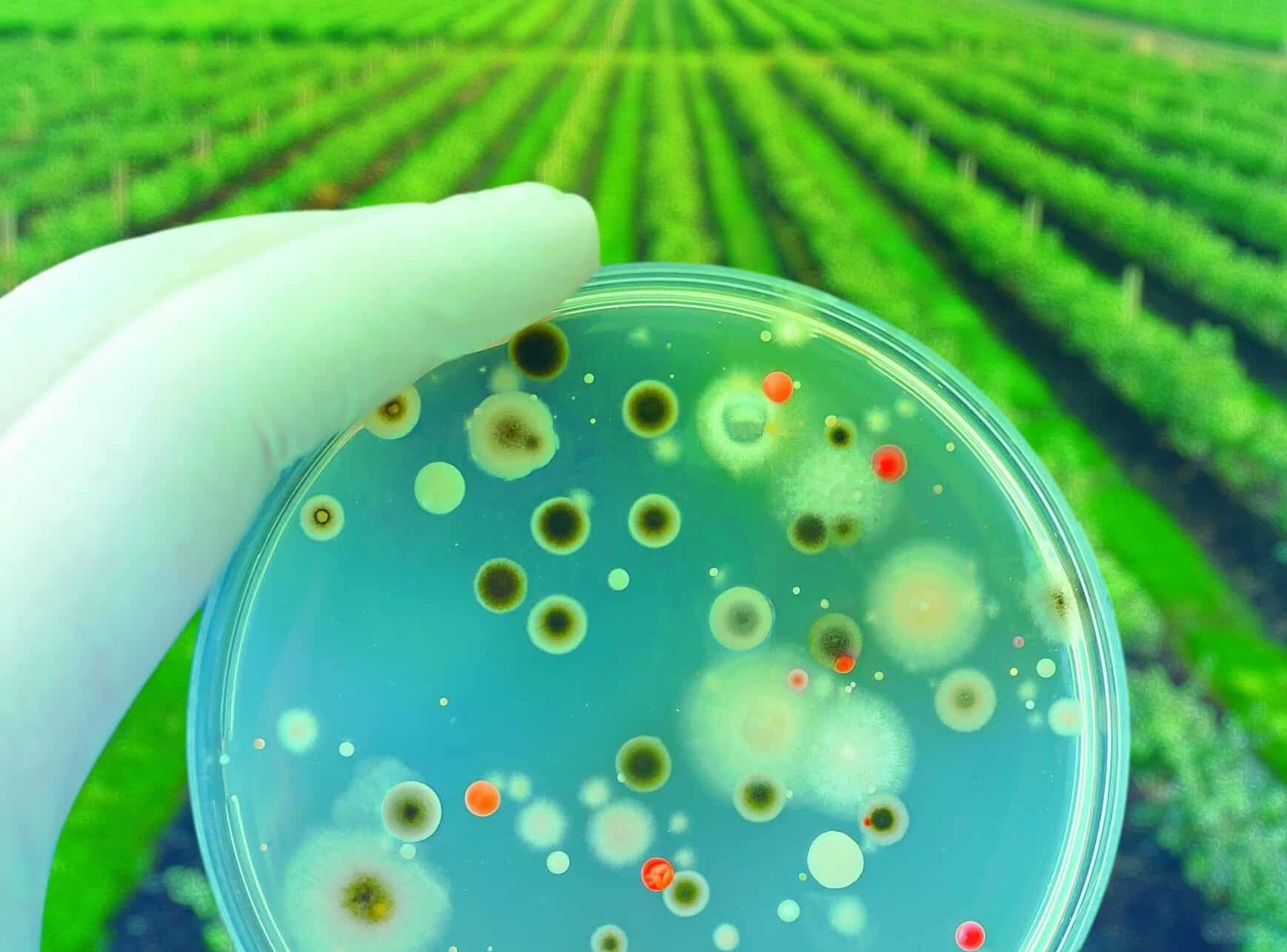 El secreto detrás del bacillus pumilus que revoluciona la agricultura