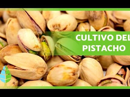 El secreto para cultivar pistachos de forma exitosa