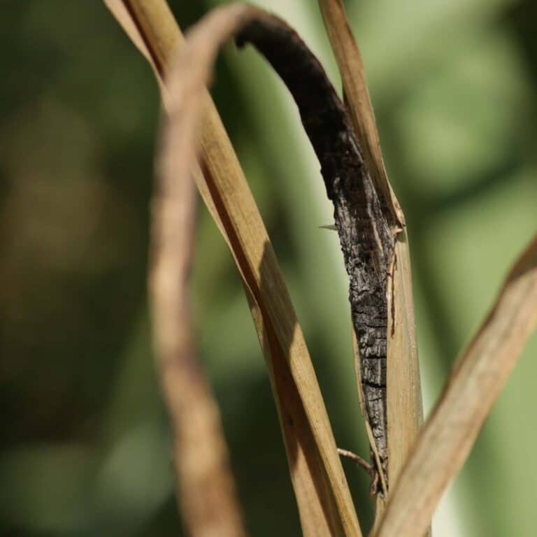 Enfermedades comunes del cultivo de caña de azúcar