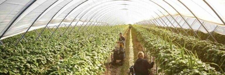 Guía definitiva para la mejor estructura de invernadero: ¡Consigue el máximo rendimiento en tu cultivo!