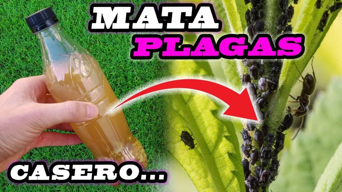 ¡Haz tu propio fungicida casero para jardín en 5 minutos!