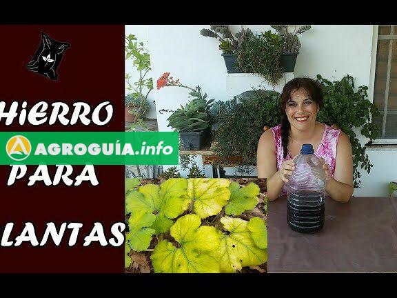 Hierro Abono: El Secreto para Plantas Increíbles