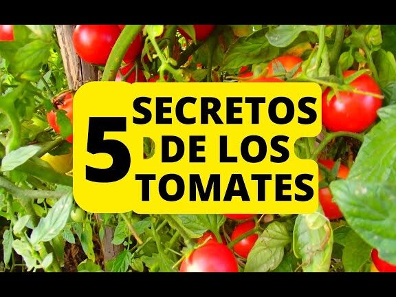 ¡Increíble tomatera amarilla! Conoce los secretos para cultivarla con éxito