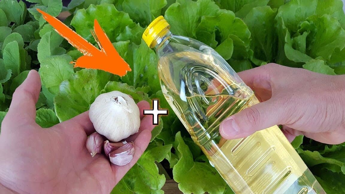 ¡Insecticidas caseros:⁣ solución natural para deshacerte ⁣de plagas!