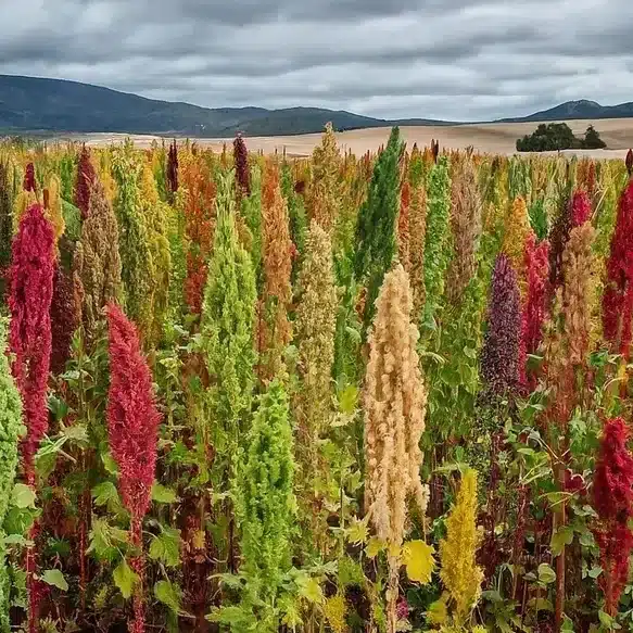 La guía definitiva de la quinoa: planta, cuidados y cultivo en España