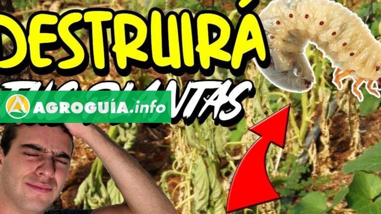 Lo Que No Sabías Sobre los Gusanos Ciegos: ¡Impacto en tu Huerta!