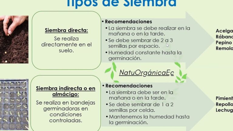 Los 5 tipos de siembra que revolucionarán tu cultivo