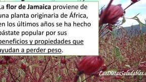 Los increíbles beneficios de la semilla de jamaica que debes conocer