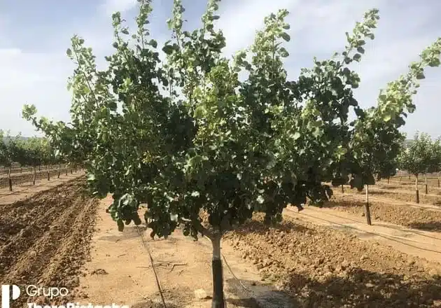 Los secretos del exitoso cultivo de pistachos al descubierto