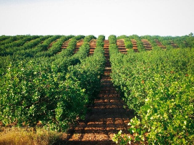 Los secretos detrás del éxito de las plantaciones de pistachos que necesitas saber ahora mismo