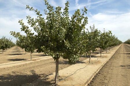 Los secretos mejor guardados de la plantación de pistachos al descubierto