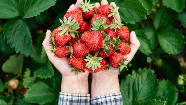 Los secretos para cultivar fresales y obtener una cosecha exuberante