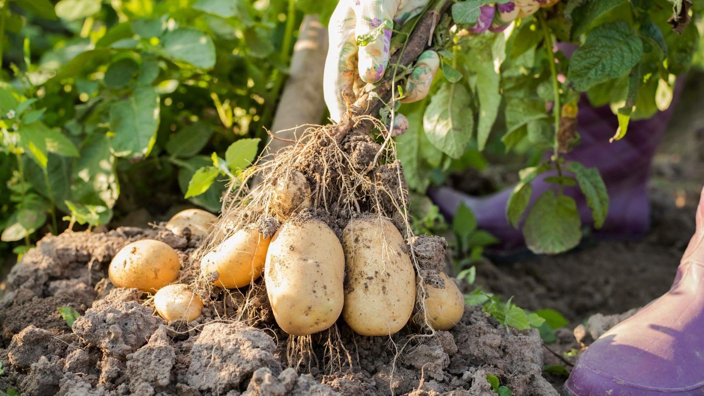 Los secretos para cultivar la planta de patata como un experto