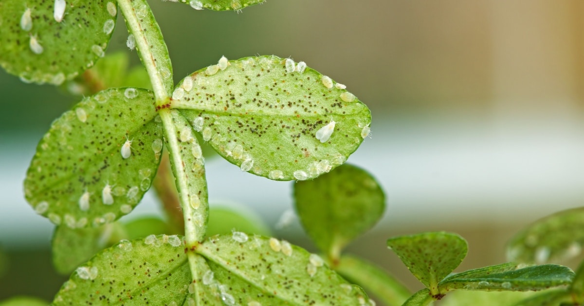 Los secretos para erradicar la mosquita blanca de tu cultivo