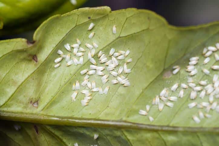 Los secretos para erradicar la mosquita blanca de tu cultivo