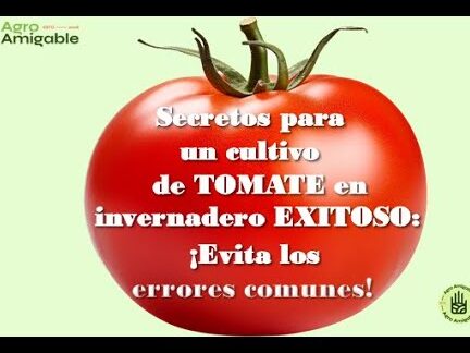 Los secretos para un invernadero de jitomate exitoso: ¡Conviértete en un experto en su cultivo!