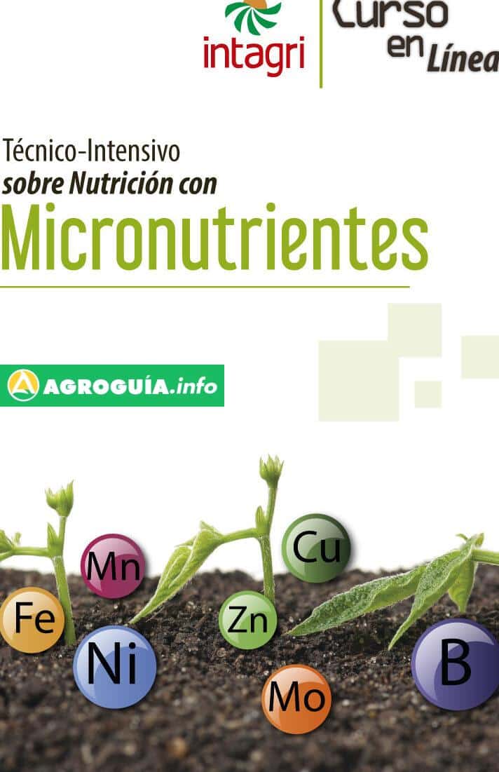 Micronutrientes en las Plantas: La Clave Secreta del Máximo Crecimiento