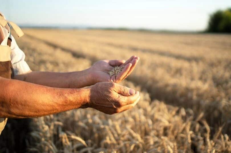 Nuevas investigaciones captan la atención de la agricultura: ¡no podrás creer lo que han descubierto!