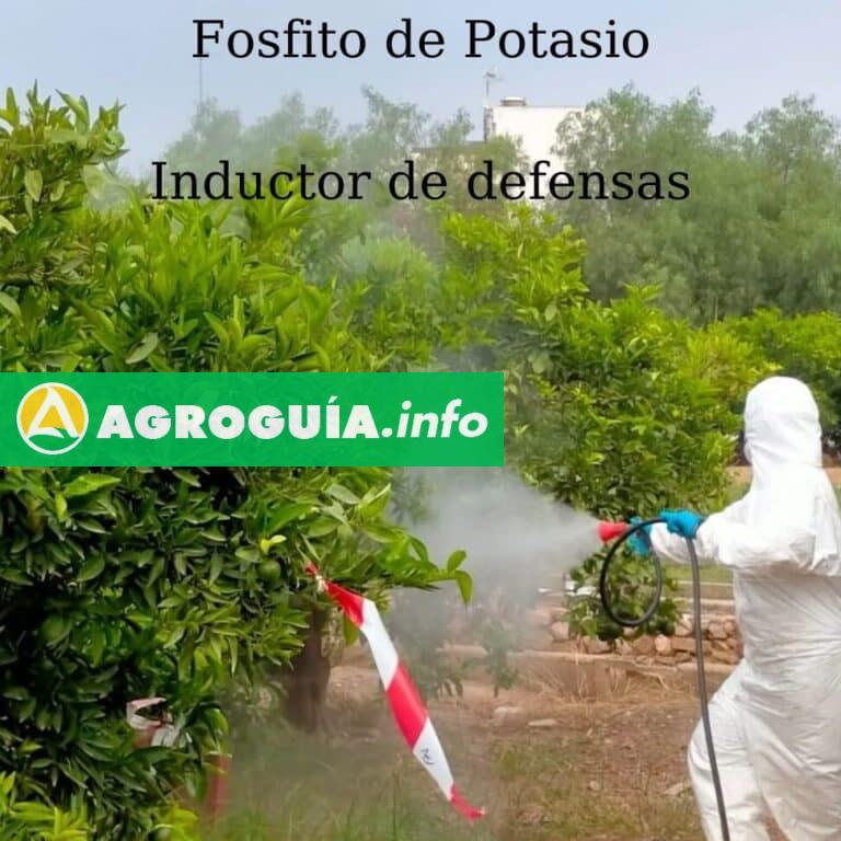 ¿Por Qué los Fosfonatos de Potasio Son el Secreto Mejor Guardado en la Agricultura?