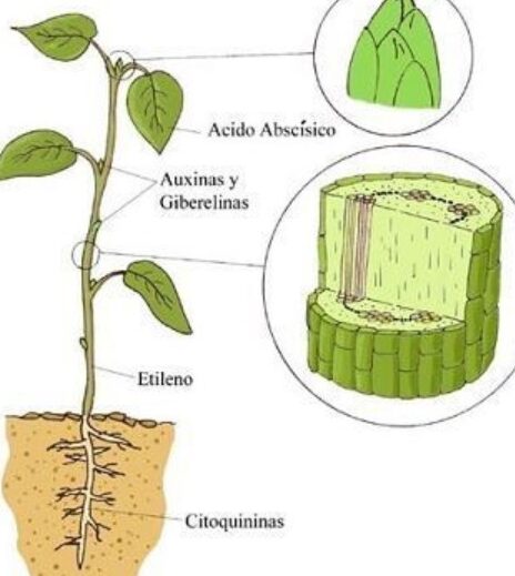 ¡Potencia el crecimiento de tus plantas con citocinina! Aprende cómo utilizarla aquí