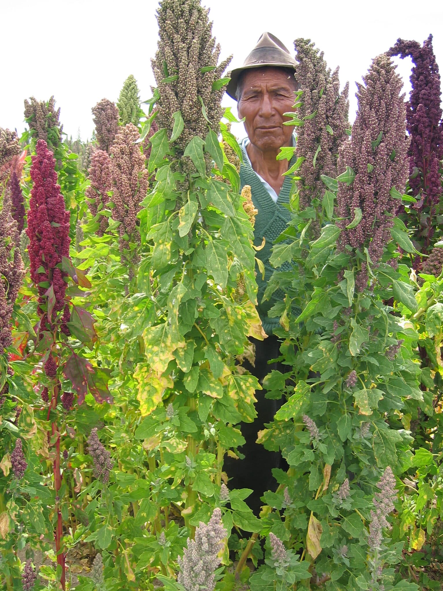 Quinoa: La planta que está conquistando España