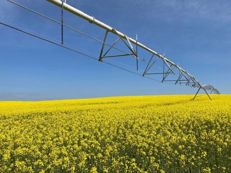 Secretos del cultivo de colza: Todo sobre esta planta imprescindible