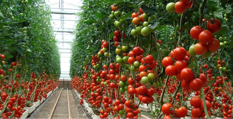 Secretos del cultivo de tomate en invernadero: ¡Aumenta tu producción!