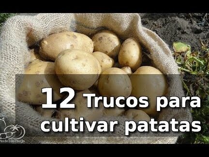 Secretos para Cultivar las Mejores Plantas de Patatas: Consejos Infalibles