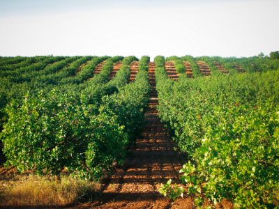 Secretos para un cultivo exitoso de pistachos: ¡Conviértete en un experto en su producción!