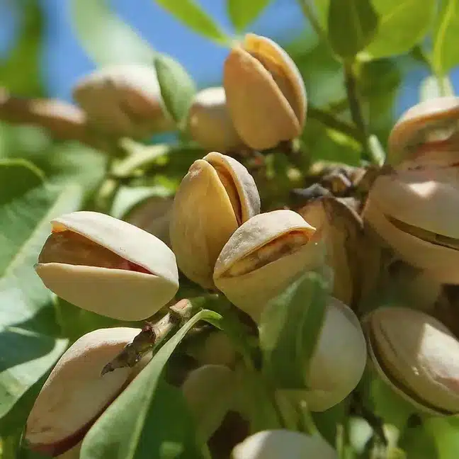 Secretos para una Plantación Exitosa de Pistachos