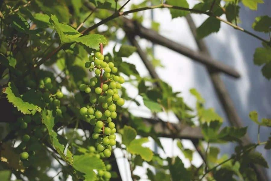 ¡Sorprendente! Hongos que Controla el Difenoconazol