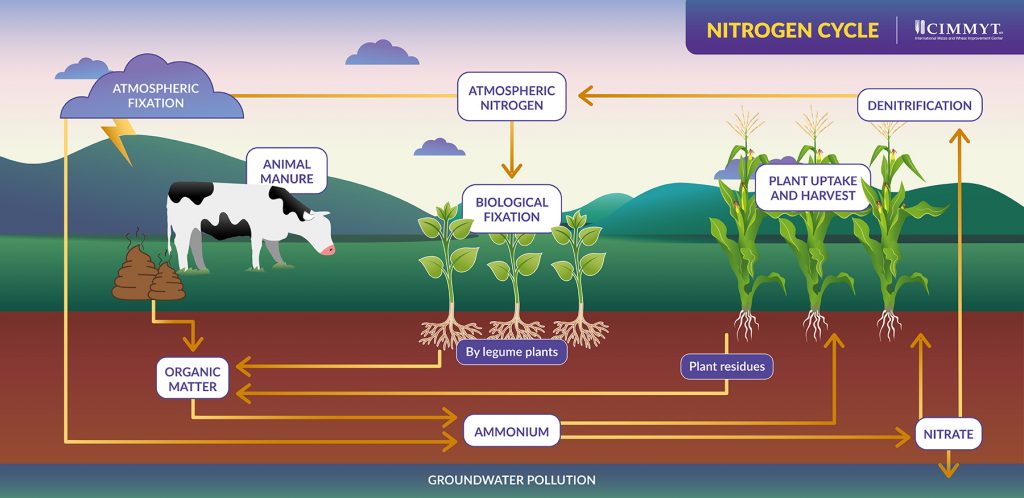 Todo lo que necesitas saber sobre el nitrógeno-16 en la agricultura moderna