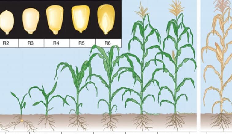 Todo lo que necesitas saber sobre las etapas fenológicas del maíz